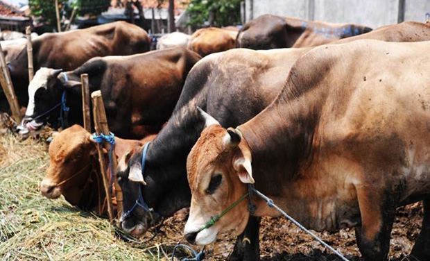 President Pranab Mukherjee last week gave his assent to the Maharashtra Animal Preservation Bill, which had been pending for 20 years, extending a ban on the killing of cows, to bulls and bullocks (Photo: AFP) President Pranab Mukherjee last week gave his assent to the Maharashtra Animal Preservation Bill, which had been pending for 20 years, extending a ban on the killing of cows, to bulls and bullocks (Photo: AFP)